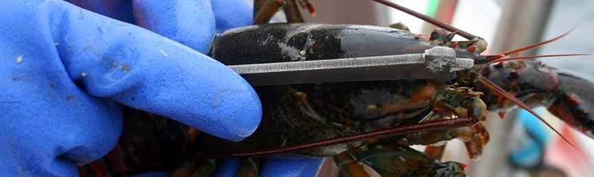 Lobsterman's Guage
